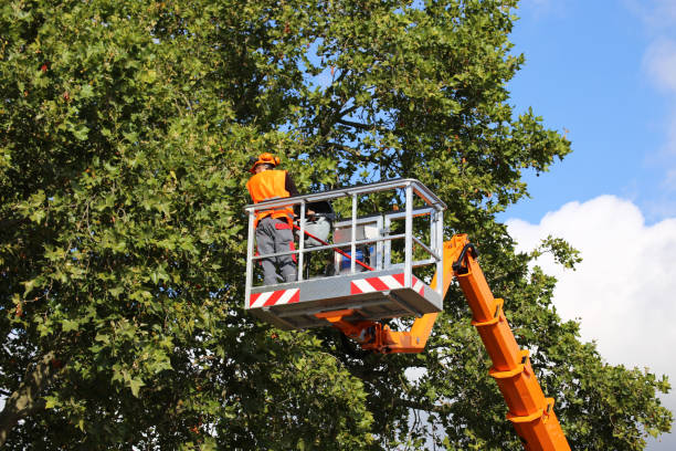 Reliable Baldwyn, MS  Tree Services Solutions